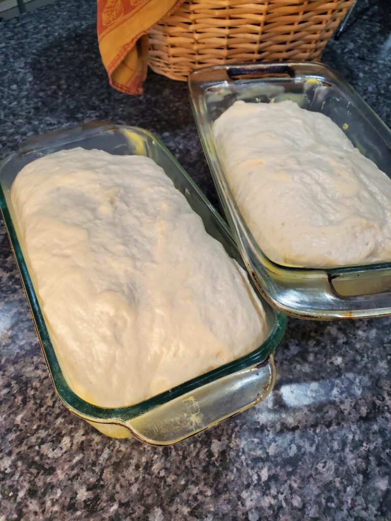 bread dough risen in the bread pans ready to bake.